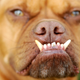 Illustration for article titled 10 Years Of The Worlds Ugliest Dogs